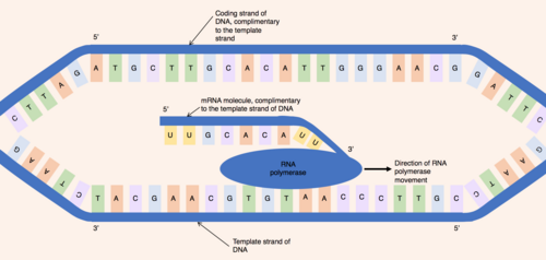Deux brins d'ADN linéaires sont séparés par un ovale bleu, qui synthétise de l'ARN en se déplaçant le long du brin matrice. Le brin codant se trouve au-dessus, non lié à l'ARN polymérase.