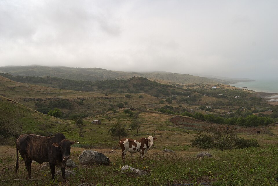 Des bovins paissent dans un champ à flanc de colline surplombant la rivière Cocos.