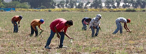 Quatre ouvriers agricoles, apparemment latinos et en civil, travaillent la terre.