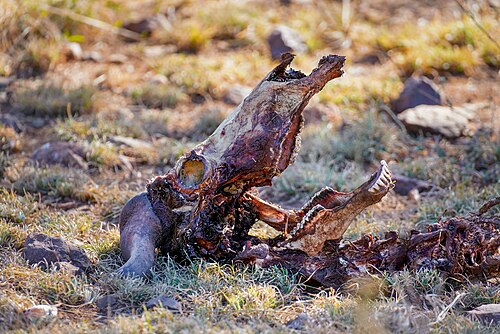 Crâne de buffle africain en décomposition dans le parc national du Serengeti, en Tanzanie