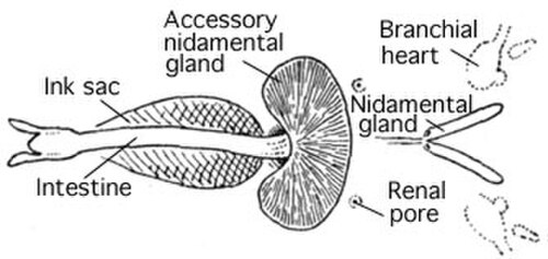 Diagramme étiquetant le siphon, l'intestin, la glande nidamentaire, la glande nidamentaire accessoire, le pore rénal et le cœur branchial