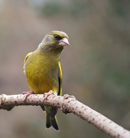 Verdier d'Europe (Chloris chloris)