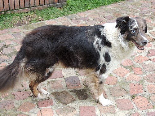 Chien croisé Berger Australien-Border Collie