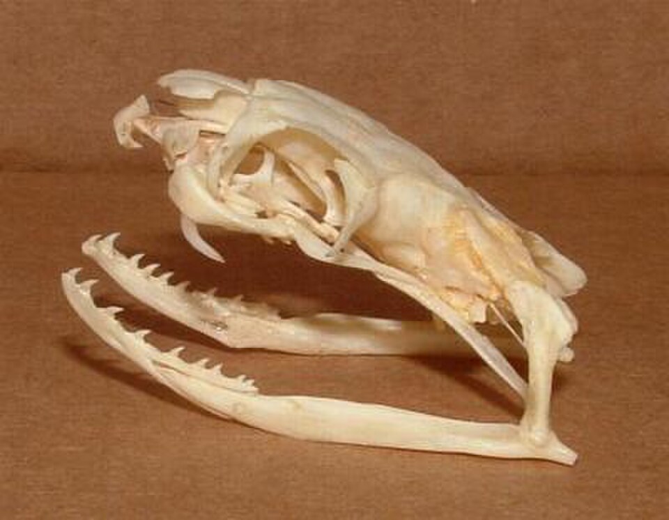 crâne de cobra royal