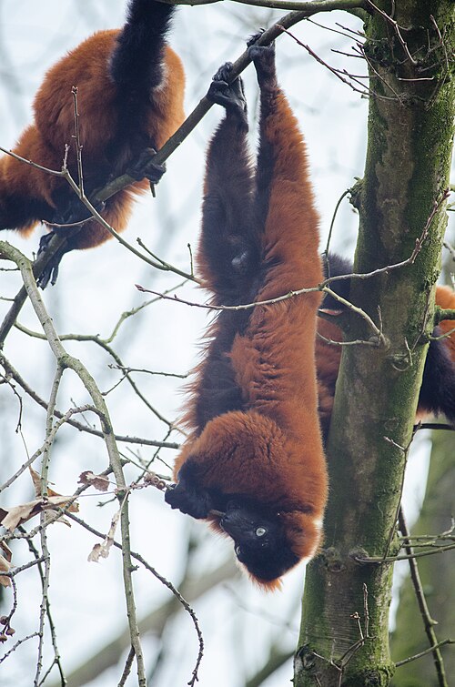 lémurien à queue rouge suspendu par ses pieds à une petite branche pendant qu'il se nourrit