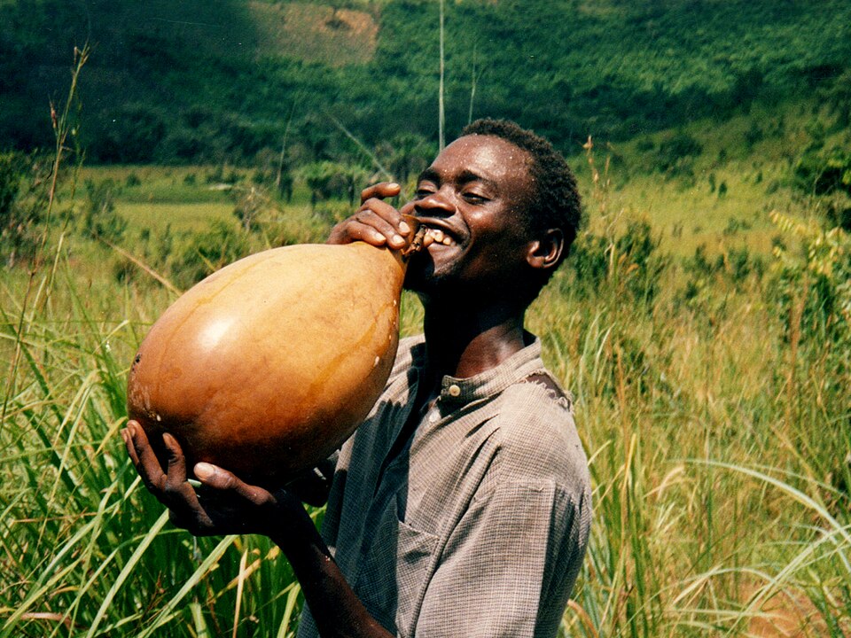 Les calebasses (nkalu en kikongo) sont utilisées pour collecter et stocker le vin de palme dans la province de Bandundu, en République démocratique du Congo (vers 1990).