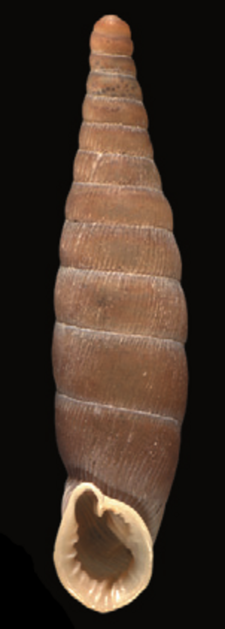coquille oblongue de Bulgarica denticulata