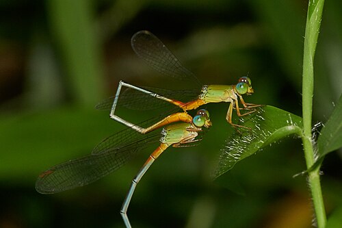 Demoiselles se tenant l'une l'autre