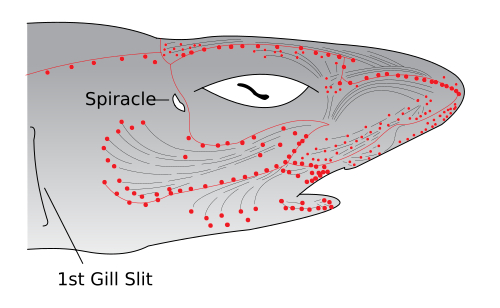 Dessin d'une tête de requin.