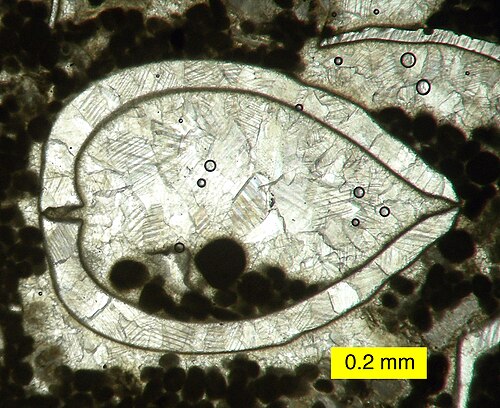 Coquille bivalve recristallisée avec calcite sparrée de la formation Bird Spring