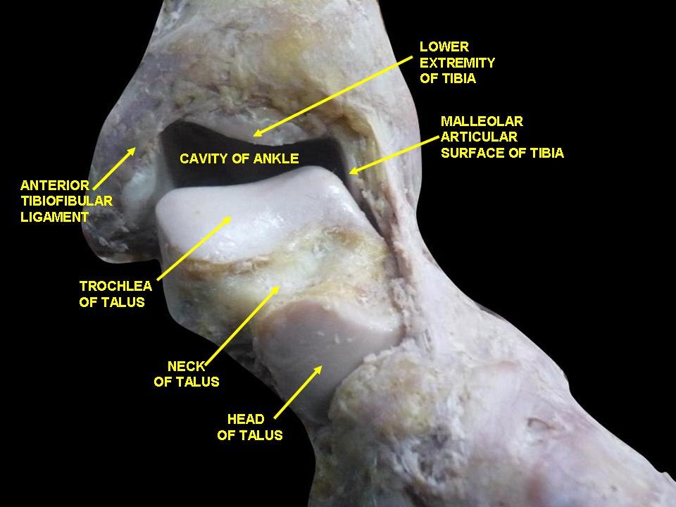 Dos du pied. Articulation de la cheville. Dissection profonde.