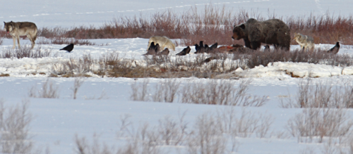 Photographie d'un loup, d'un ours, de coyotes et de corbeaux en compétition pour une proie