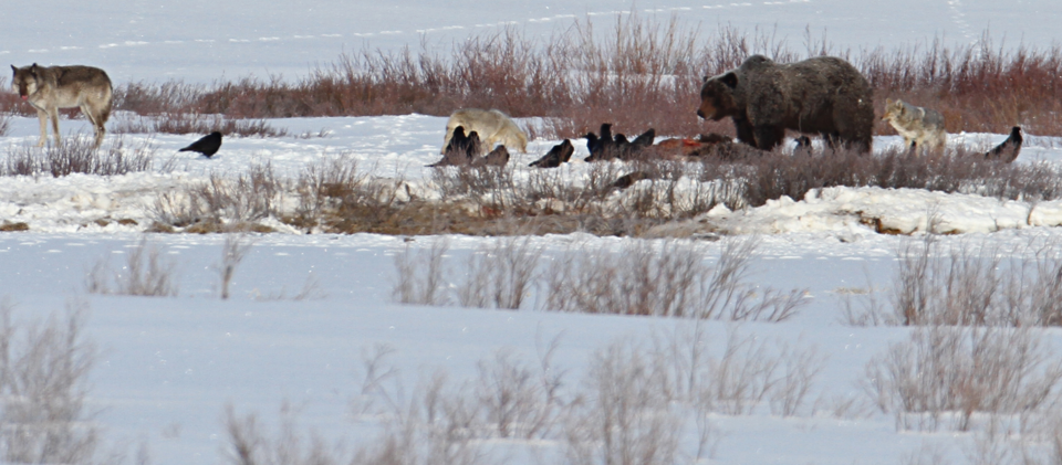 Photographie d'un loup, d'un ours, de coyotes et de corbeaux se disputant une proie.