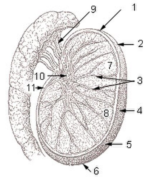 Coupe transversale d'un testicule
