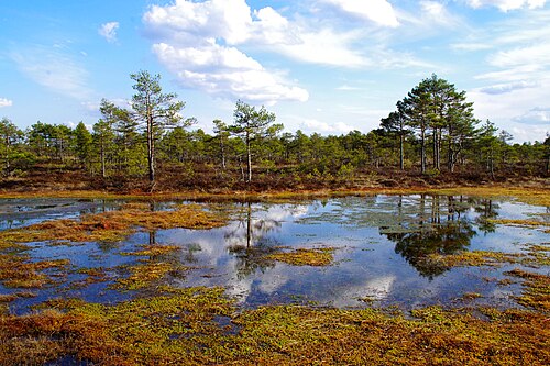 Marais de Kakerdaja, Estonie