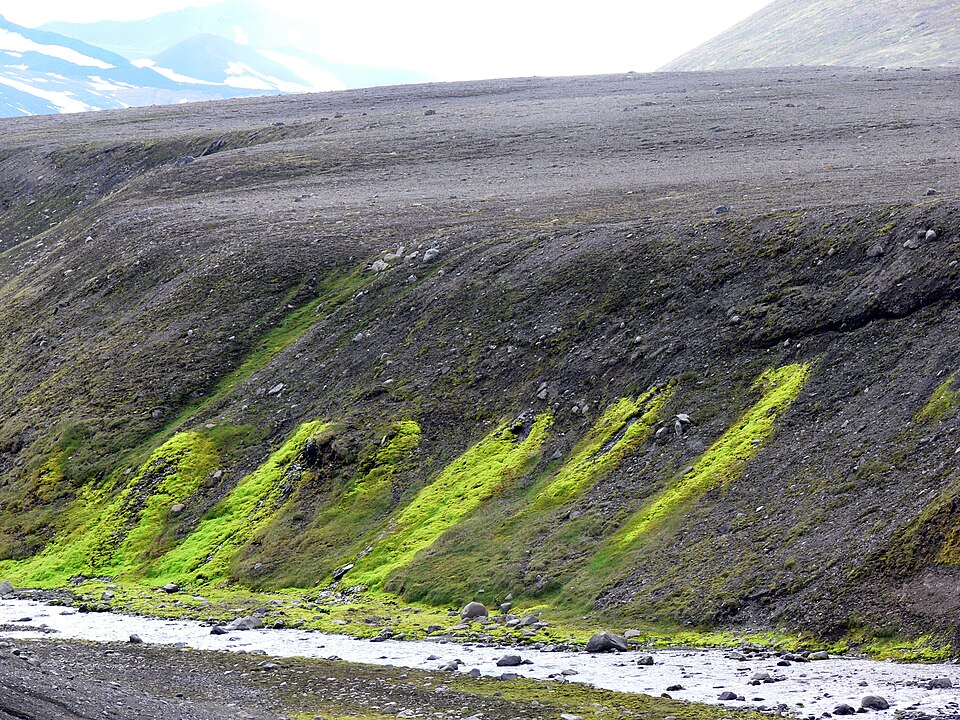 Mousse poussant le long des suintements et des sources dans la roche basaltique nouvellement déposée, Islande.