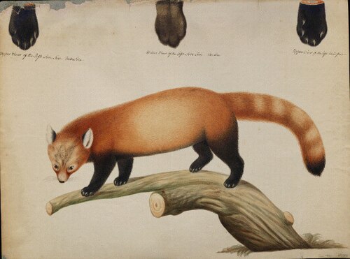 Aquarelle d'un panda roux sur une branche avec trois représentations distinctes des pattes en haut