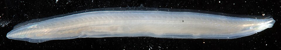 L'endosquelette notochordique de Branchiostoma, un céphalocordé (lancelets)