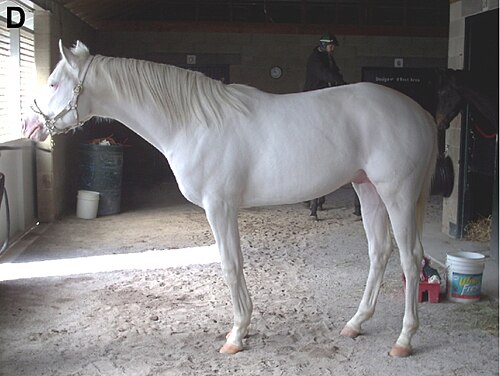 Cheval blanc dominant entièrement blanc avec une peau rose, des yeux marrons et des sabots blancs.