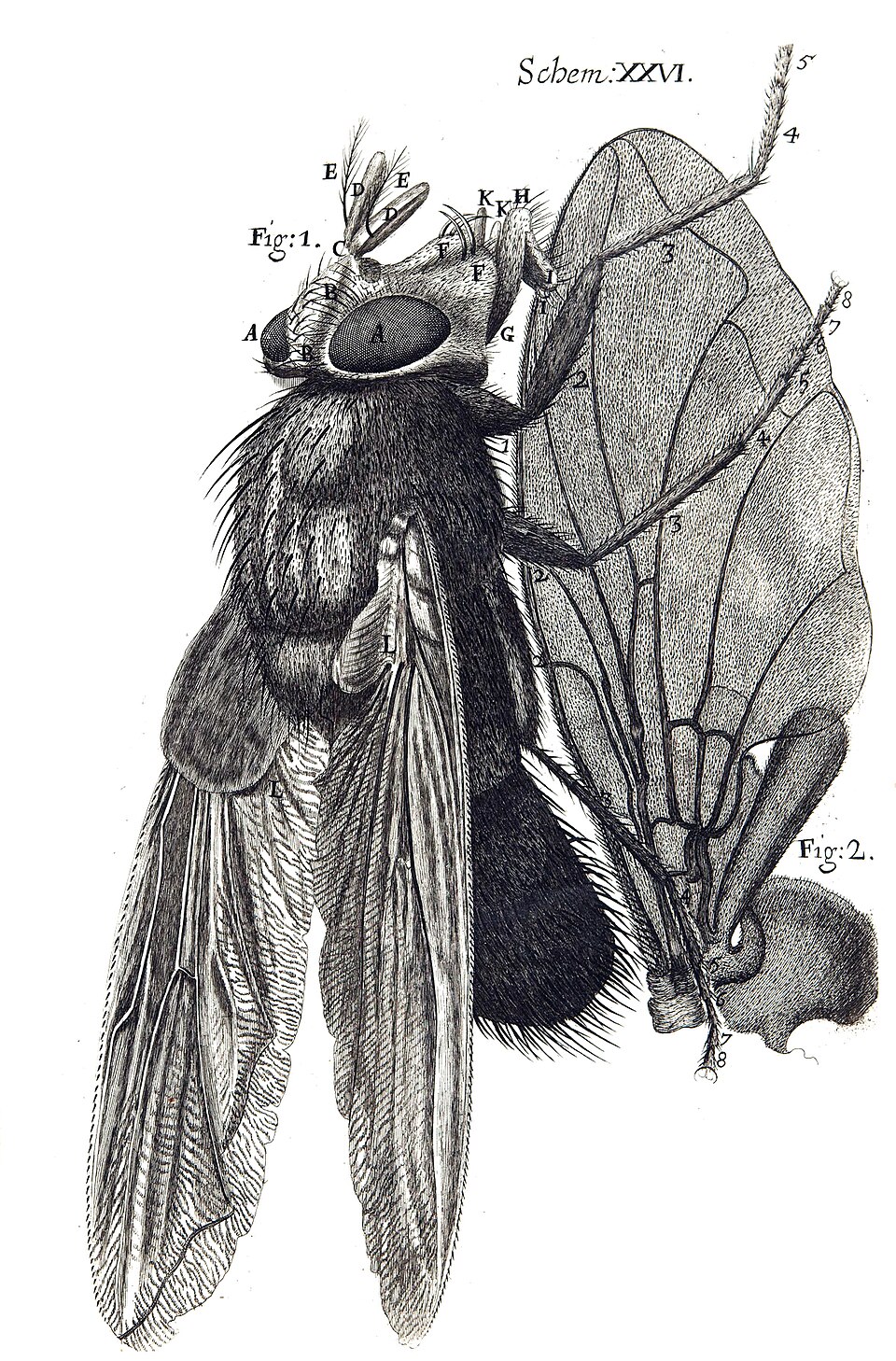 Dessin d'une mouche bleue par Hooke