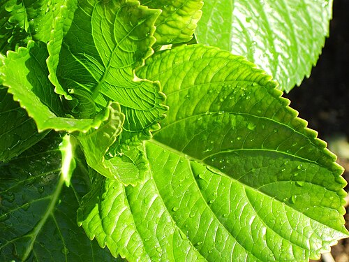 Hydrangea macrophylla, feuilles
