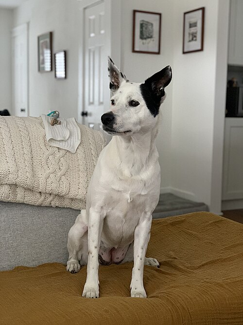 Un chien bâtard avec des origines de berger allemand, de berger des Shetland, d'American Staffordshire Terrier, de Chow Chow et autres