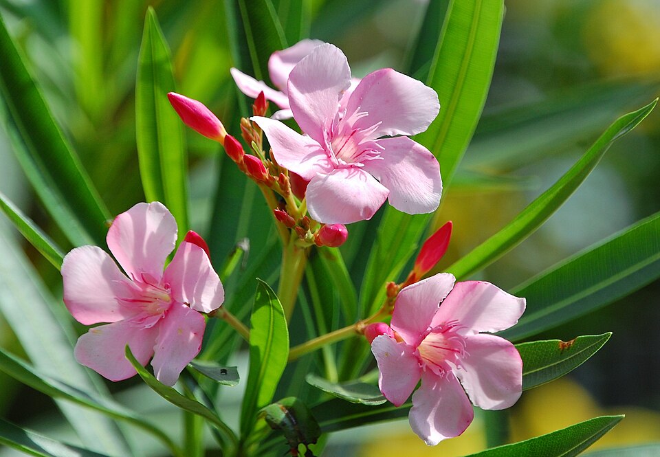 Laurier-rose