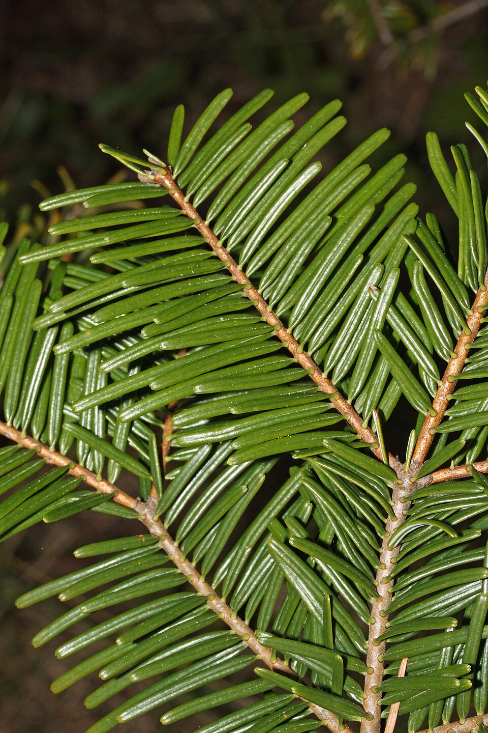 Chez Abies grandis et de nombreuses autres espèces à feuilles disposées en spirale, chaque feuille est torsadée près de sa base afin de maximiser l'absorption de la lumière.
