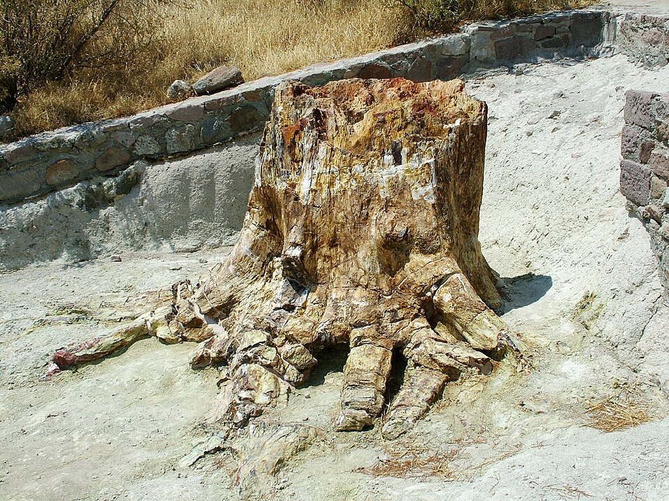 Base de tronc de conifère avec racines, Miocène inférieur, Lesbos, Grèce