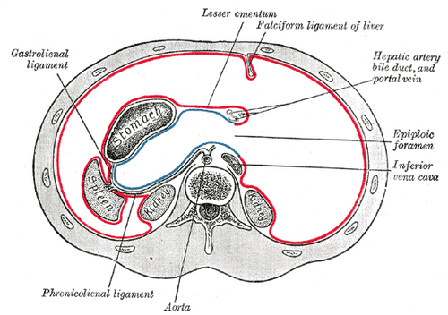 Disposition horizontale du péritoine dans la partie supérieure de l'abdomen