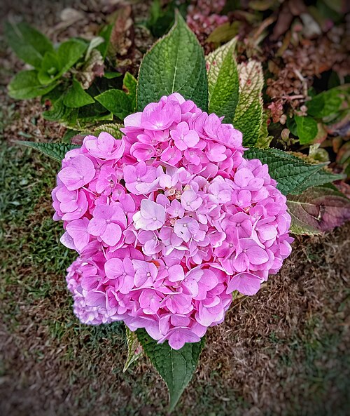 Fleur d'hortensia