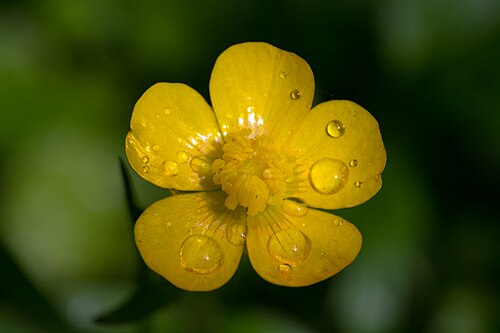 Renoncule rampante (Ranunculus repens)