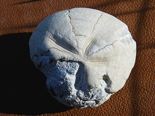Fossile d'échinide de Micraster d'Angleterre