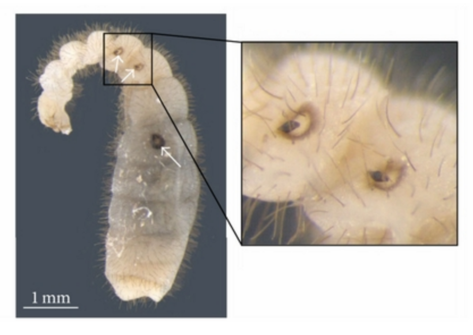 Latina rugosa planidia (flèches, agrandie) attachée à une larve de fourmi ; les Eucharitidae sont parmi les rares parasitoïdes capables de surmonter les fortes défenses des fourmis.