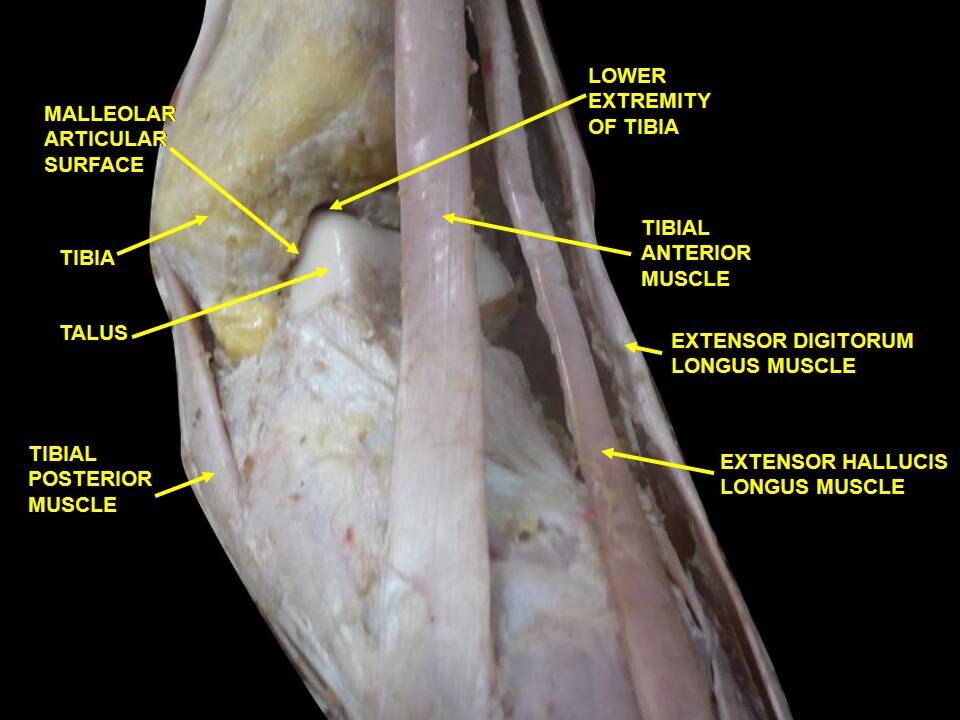 Dos du pied. Articulation de la cheville. Dissection profonde
