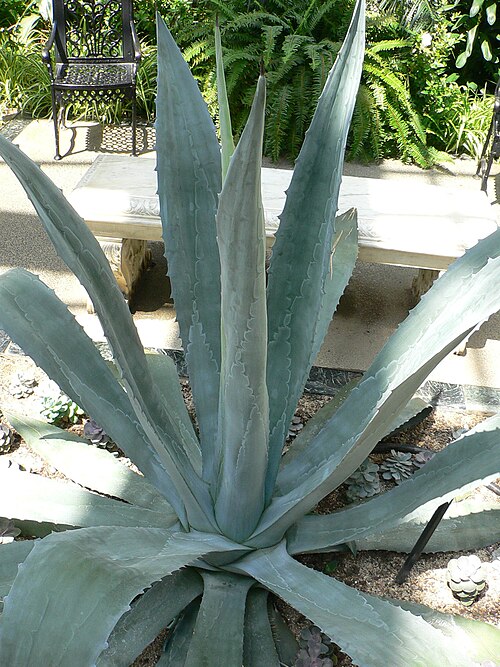 Agave américain var. américaine