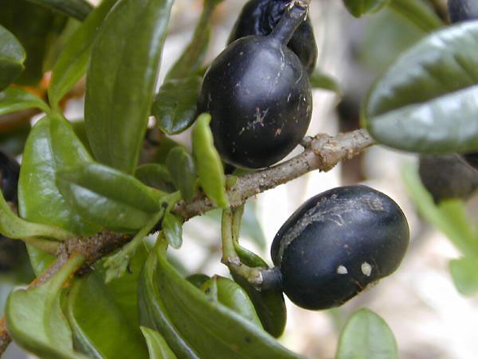 Alyxia oliviformis