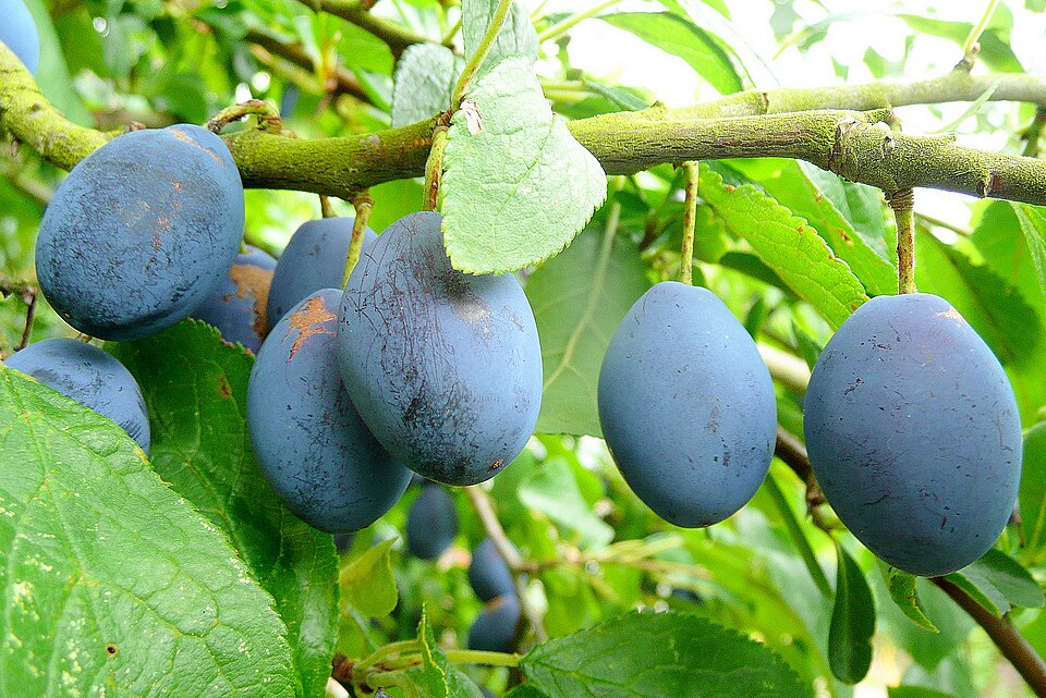 Damas (prunes européennes)