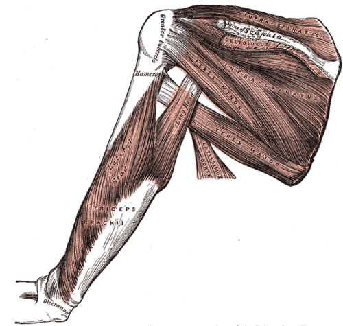 Muscles situés sur le dos de l'omoplate et le triceps brachial.