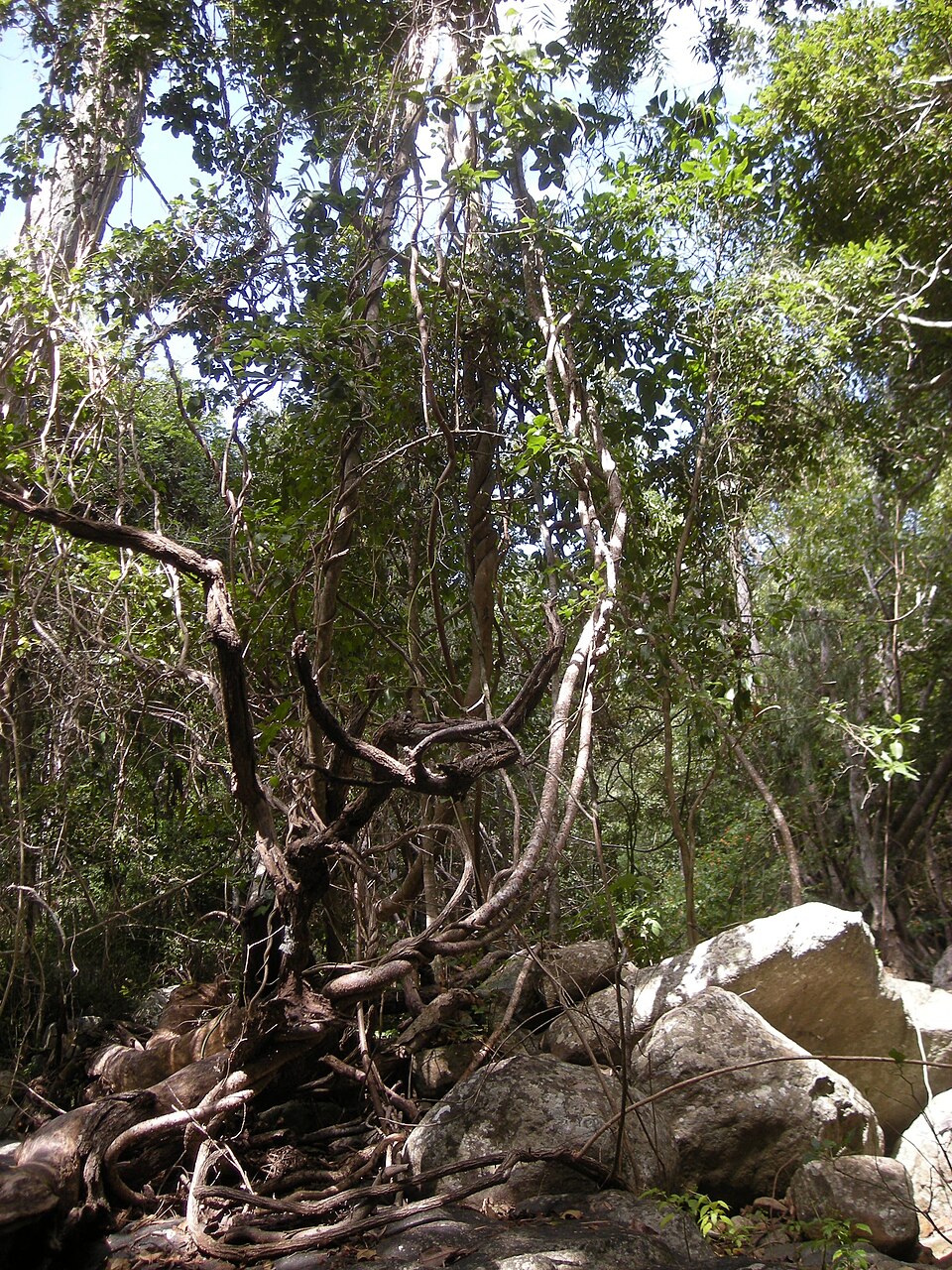 Lianes Austrosteenisia, Parsonsia et Sarcopetalum grimpant aux arbres en Australie