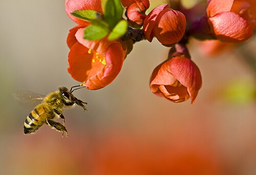 Abeille à miel occidentale visitant des fleurs