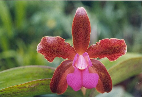 Cattleya Mme Mahler « Mem. Fred Tompkins »
