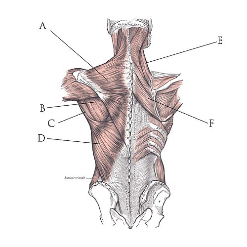 Vue postérieure des muscles reliant l'extrémité supérieure à la colonne vertébrale. A Trapèze B Grand rond C Petit rond D Grand dorsal E Elévateur de l'omoplate F Grand rhomboïde
