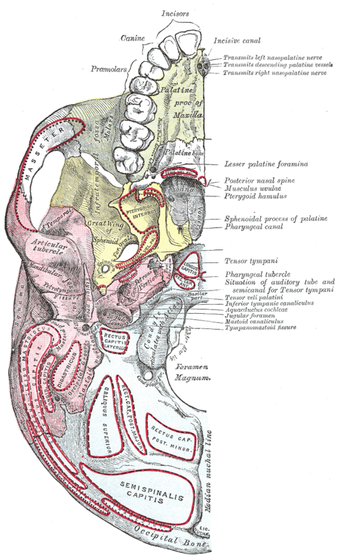 Base du crâne. Face inférieure.