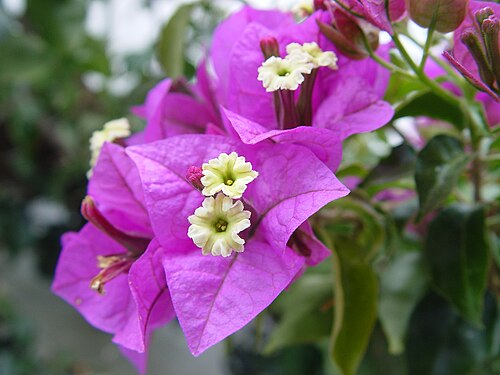 Les bractées de Bougainvillea glabra, de couleur différente de celle des feuilles, attirent les pollinisateurs.