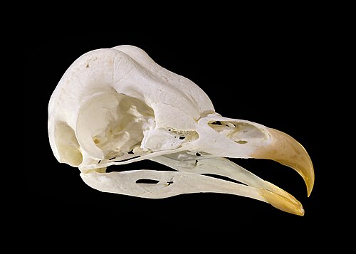 un crâne de hibou avec le bec attaché