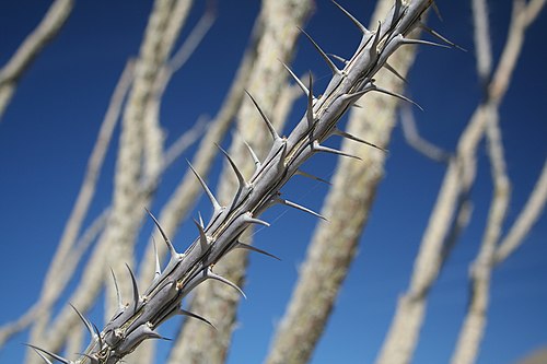 Pétioles de feuilles adaptés comme épines chez Fouquieria splendens