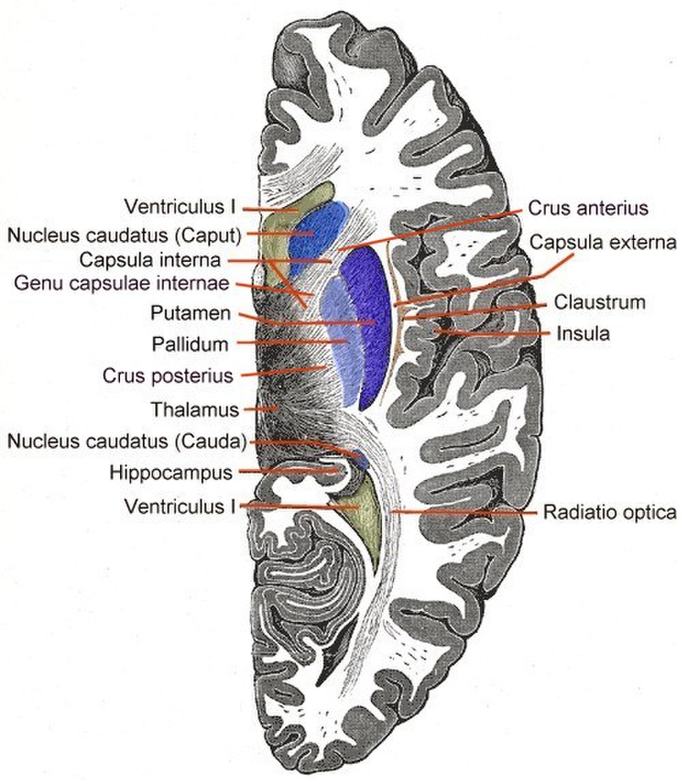 Coupe horizontale de l'hémisphère cérébral gauche