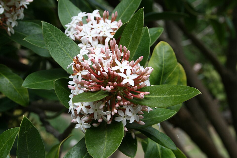Acokanthera à feuilles oblongues