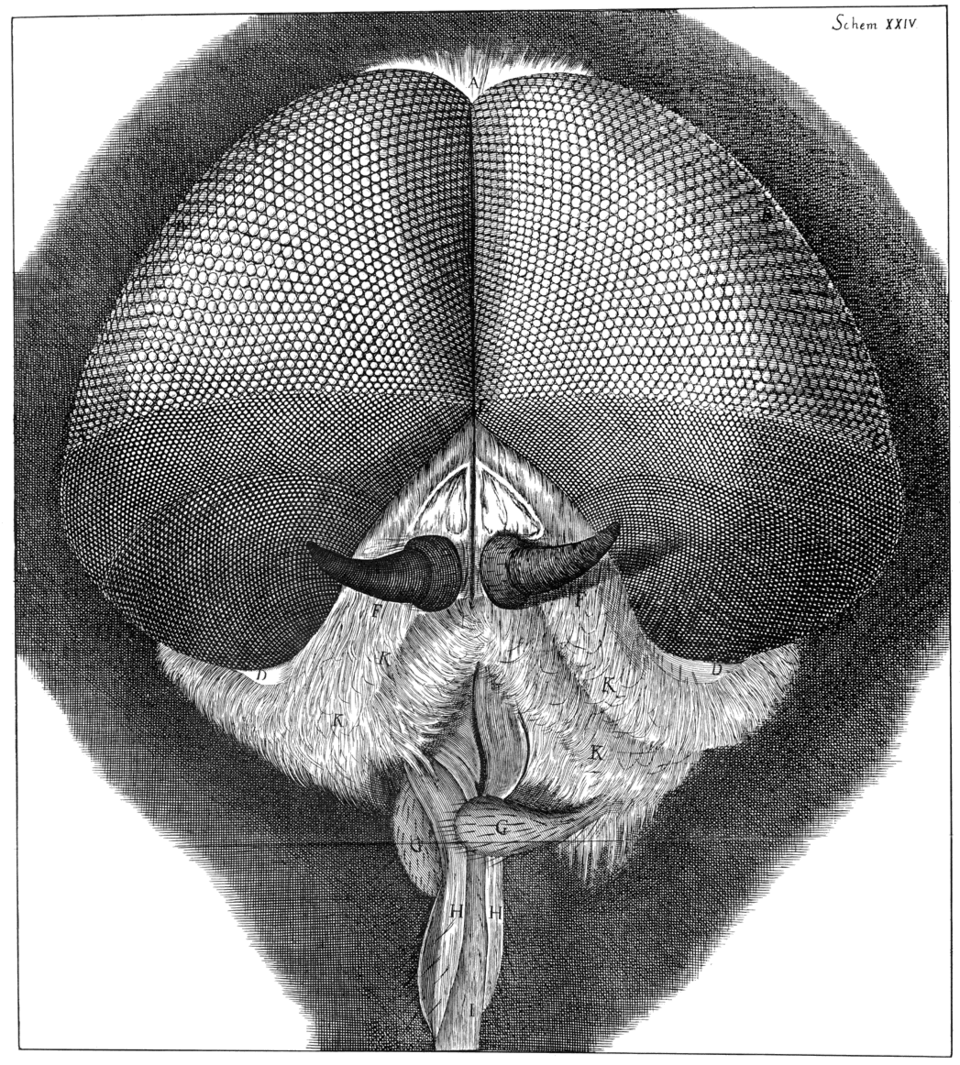 Dessin de Hooke représentant une mouche grise